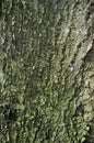 White Poplar Tree Bark or Rhytidome covered with Green Moss Texture Detail Royalty Free Stock Photo