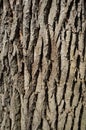 White Poplar Tree Bark or Rhytidome Texture Detail Royalty Free Stock Photo