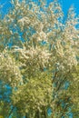 White poplar tree in bloom in spring Royalty Free Stock Photo