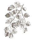 White poplar tree hand drawn branch