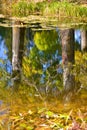 White poplar trunk reflection in the water