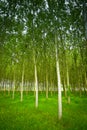 White poplars