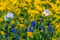 White Poppies against a Sea of Yellow Wildflowers in Texas.