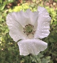 White poppy (Arctomecon merriamii)