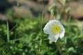 White poppies bloom. Flowers white poppies bloom in a wild field Royalty Free Stock Photo