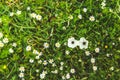 White poppies and daisies on green grass on a sunny day