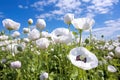 White Poppies Field Under Blue Sky Royalty Free Stock Photo