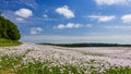 White poppies growing in massive numbers in fileds in Dorset