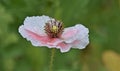 A white Poppy blossom Royalty Free Stock Photo