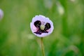 White poppy close up in field. Royalty Free Stock Photo