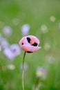 White poppy close up in field. Royalty Free Stock Photo