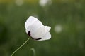 White poppy close up in field. Royalty Free Stock Photo