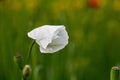 White poppy close up in field Royalty Free Stock Photo