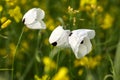 White poppy close up in field Royalty Free Stock Photo