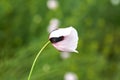 White poppy close up in field Royalty Free Stock Photo