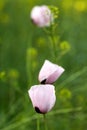 White poppy close up in field. Royalty Free Stock Photo