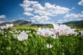 White poppy field Royalty Free Stock Photo