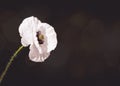 White Poppy flower on a black background. Creative concept greeting card for Memorial Day, Anzac Day, Remembrance day