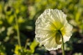 White poppy flower in bloom Royalty Free Stock Photo