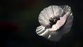 White poppy flower with a bright texture. Royalty Free Stock Photo