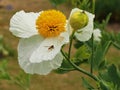 White poppy flower and bud with a hoverfly Royalty Free Stock Photo