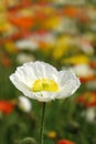 A white Poppy flower Royalty Free Stock Photo