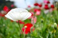 White poppy flower in the garden. Royalty Free Stock Photo