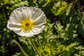 White poppy flower head in bloom Royalty Free Stock Photo