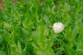 White poppy flower with many blurred buds of white poppy flower Royalty Free Stock Photo