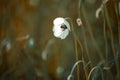 White poppy flower on a meadow Royalty Free Stock Photo
