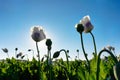 White poppy flower and seed box field in backlight