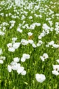 White poppy flowers