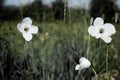 White poppy flowers on the meadow. Royalty Free Stock Photo