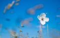 White poppy flowers on the meadow. Royalty Free Stock Photo