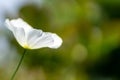 White poppy in the garden in soft focus and blurred background