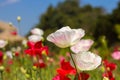 White poppy on green field mountain background Royalty Free Stock Photo