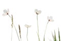 White poppy meadow Royalty Free Stock Photo