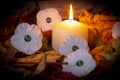 White  poppy peace of  Armistice  day  symbol  of  peace Royalty Free Stock Photo
