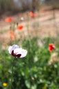 A white poppy with space for texts on the top right Royalty Free Stock Photo