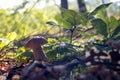 White porcini mushroom grow in sunlight forest