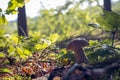 White porcini mushroom grow in sunlight wood