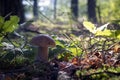 White porcini mushroom grow in sunny wood