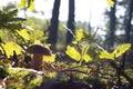 White porcini mushroom growing in forest
