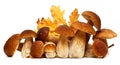 White porcini. Wild Foraged Mushroom selection isolated on background, with shadow. Boletus Edulis mushrooms