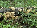 White-Pored Chicken of the Woods Fungus on the Seneca Creek Greenway trail in Maryland Royalty Free Stock Photo