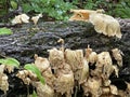 White-Pored Chicken of the Woods Fungus on the Seneca Creek Greenway trail in Maryland Royalty Free Stock Photo