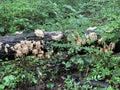 White-Pored Chicken of the Woods Fungus on the Seneca Creek Greenway trail in Maryland Royalty Free Stock Photo