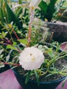 White Portulaca Flower with Mealybugs on Stem Royalty Free Stock Photo