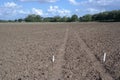 White posts marking a path through a muddy field in fotheringhay