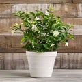 White pot in it white flowers Green leaves, wooden background. Flowering flowers, a symbol of spring, new life Royalty Free Stock Photo